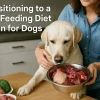 Transitioning to a Raw Feeding Diet Plan for Dogs